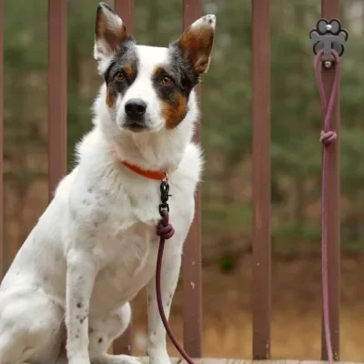 dog parking hook main